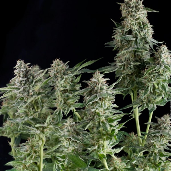 Northern Ligths CBD feminizada de Pyramid Seeds