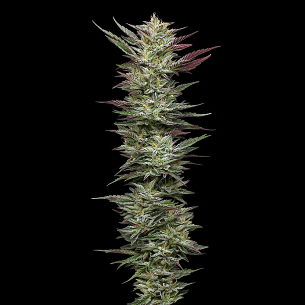 Notorious THC feminizada de Humboldt Seeds Company
