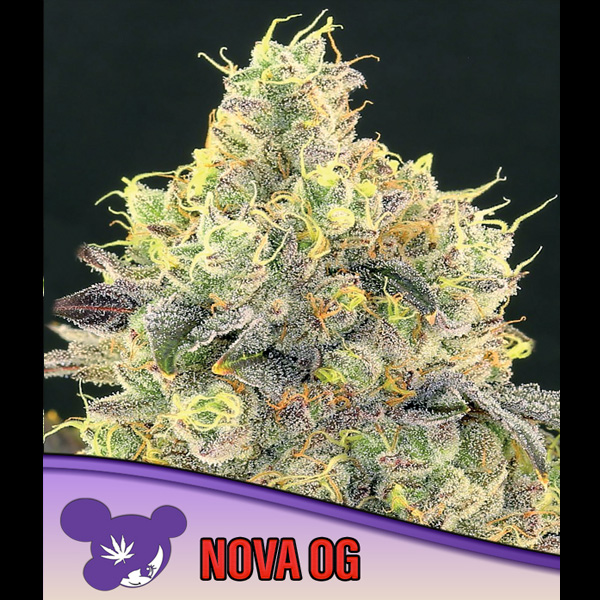 Nova OG feminizada de Anesia Seeds