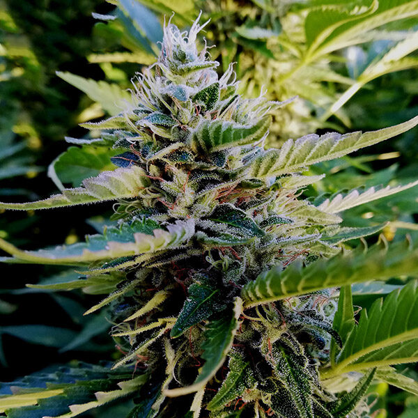 Nuttea Haze feminizada de French Touch Seeds