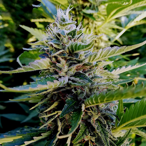 Nuttea Haze feminizada de French Touch Seeds