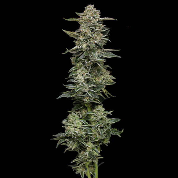 Nutter Budder feminizada de Humboldt Seeds Company