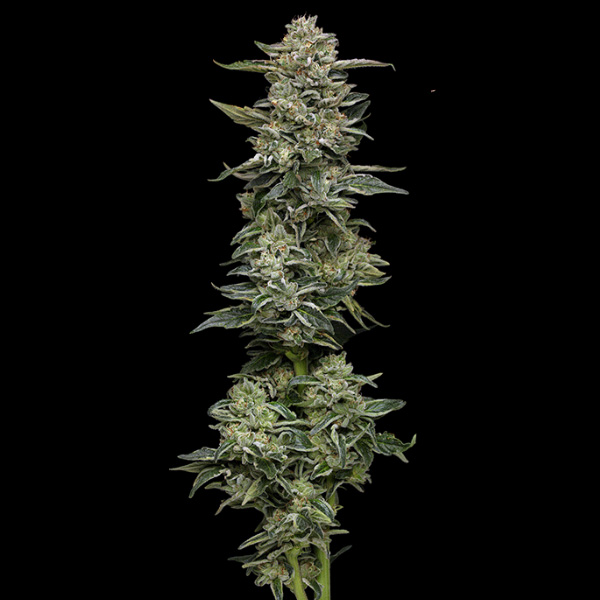 Nutter Budder feminizada de Humboldt Seeds Company
