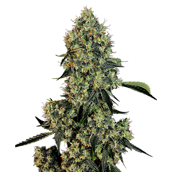 OG Kush feminizada de White Label