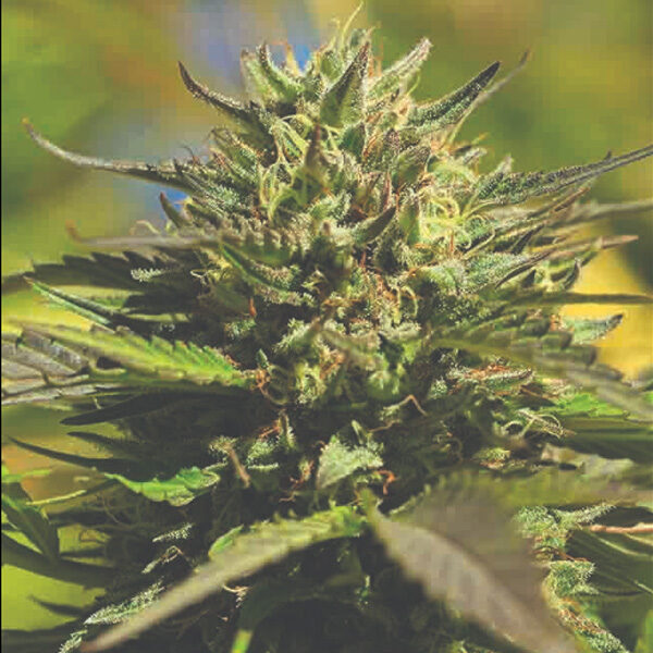 OG Kush feminizada de Humboldt Seeds Company