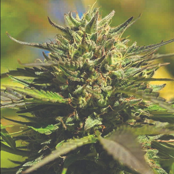 OG Kush feminizada de Humboldt Seeds Company