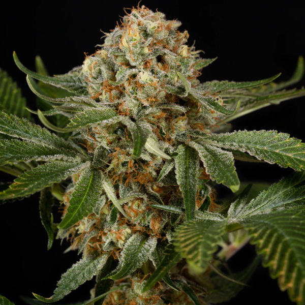 OG Kush feminizada de Silent Seeds