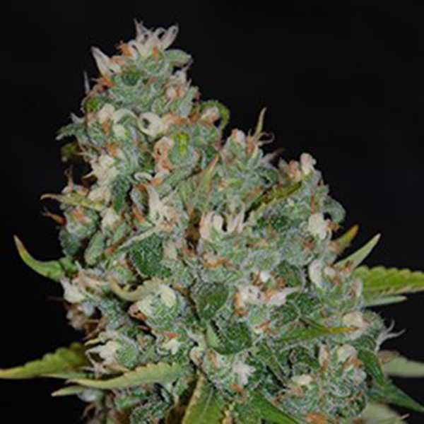 Og13 feminizada de G13 Labs