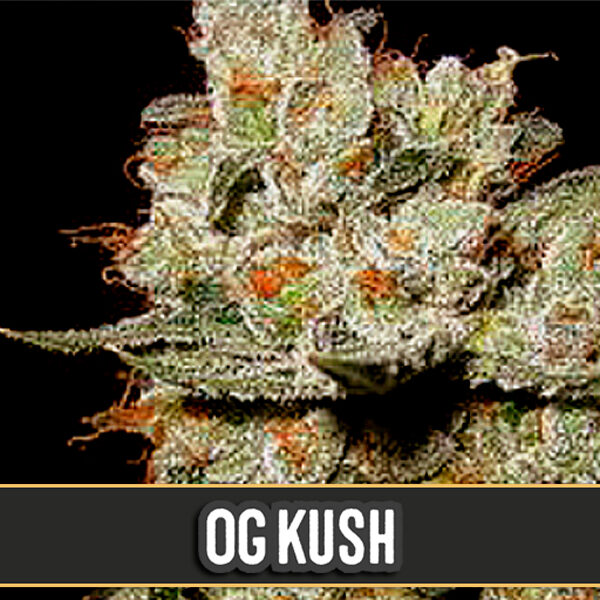 Og's Kush feminizada de Blimburn Seeds