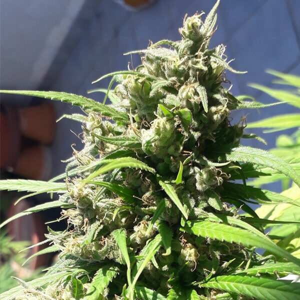Oaxaca A5 Haze feminizada de Ace Seeds