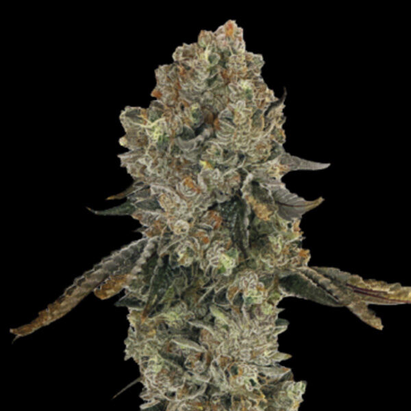 Obsession feminizada de Grateful Seeds