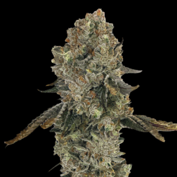 Obsession feminizada de Grateful Seeds