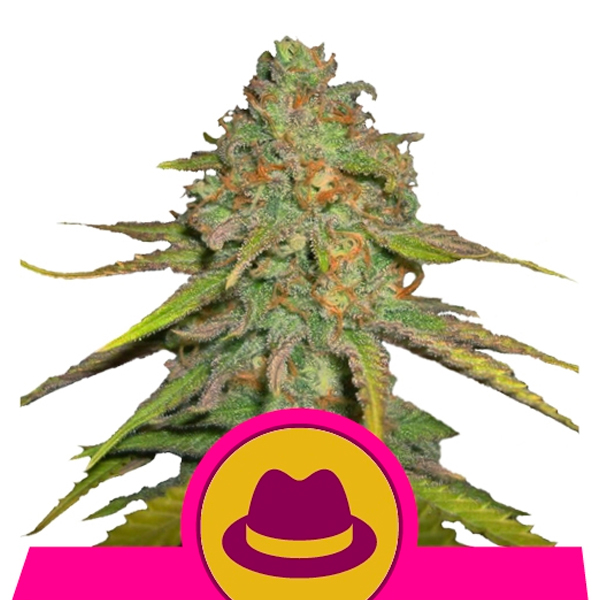 OG Kush feminizada de Royal Queen
