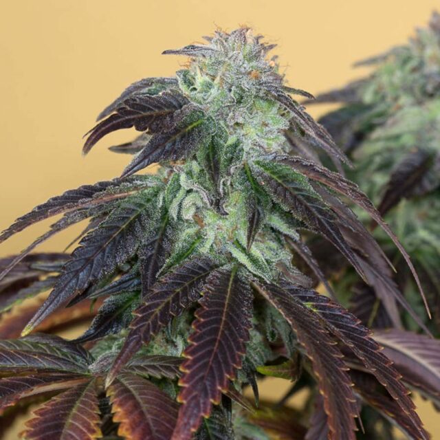 OG Kush feminizada de Humboldt Seed Organization