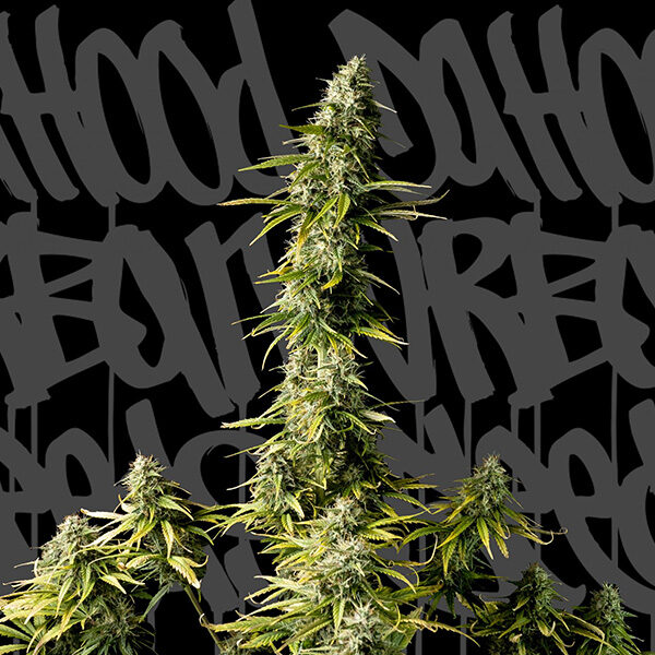 Old Jedi feminizada de Dahood Urban Seeds