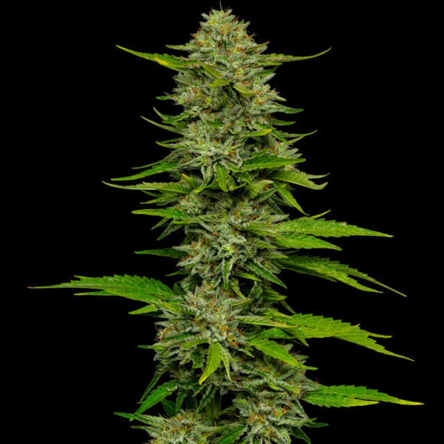 One Love Sativa feminizada de Humboldt Seeds Company