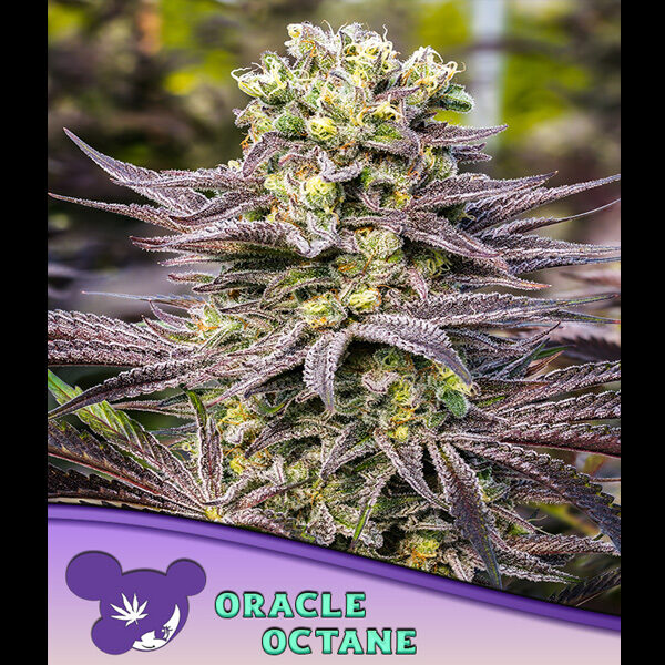 Oracle Octane feminizada de Anesia Seeds
