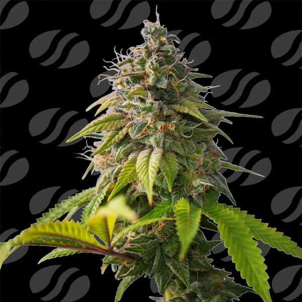 Orange Biscuit Limited Editon feminizada de Original Sensible Seeds