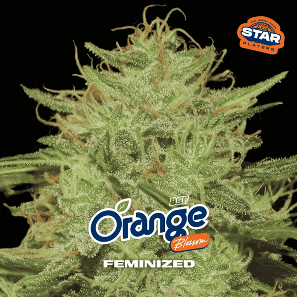 Orange Blossom feminizada de Bsf Seeds