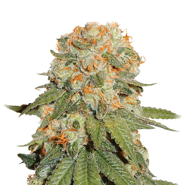 Orange Bud regular de Nirvana