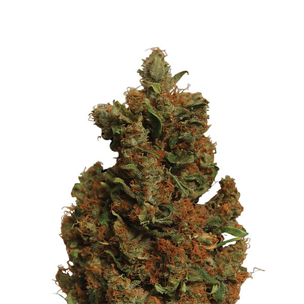 Orange Bud feminizada de Nirvana