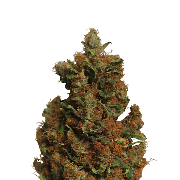Orange Bud feminizada de Nirvana