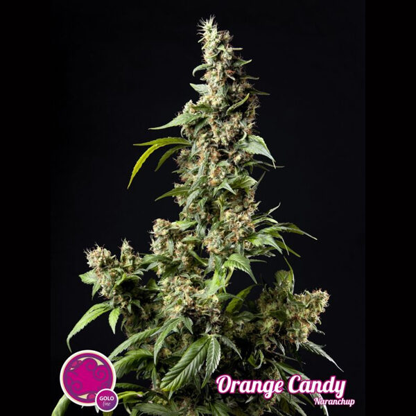 Orange Candy feminizada de Philosopher