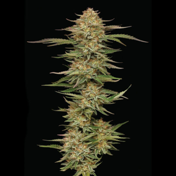 Orange Cream Pop feminizada de Humboldt Seeds Company