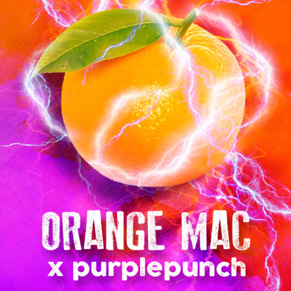 Orange Mac feminizada de Tramuntana Seeds