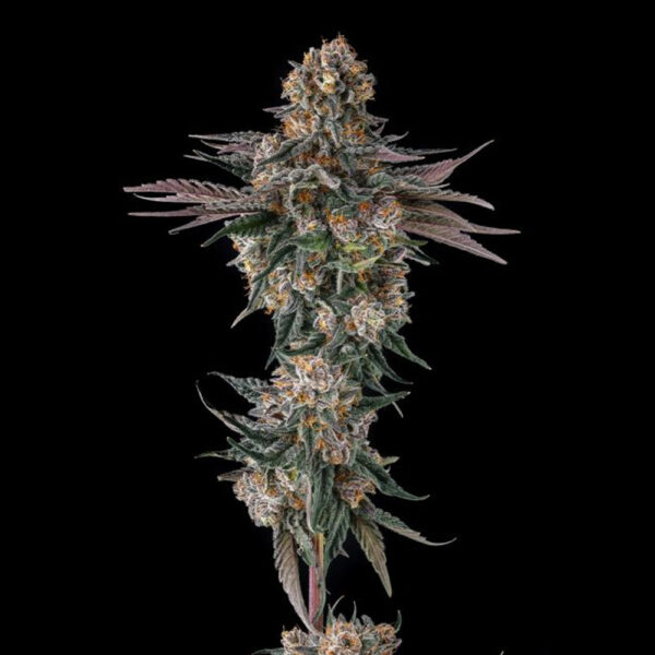 Orange Moon : Ice Cream Man #5 X Black Amber feminizada de Compound Genetics