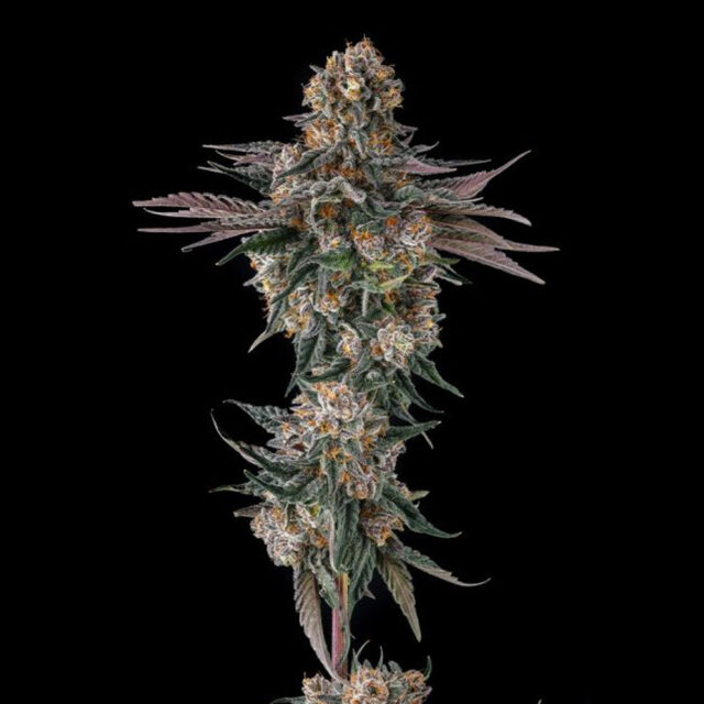 Orange Moon : Ice Cream Man #5 X Black Amber feminizada de Compound Genetics