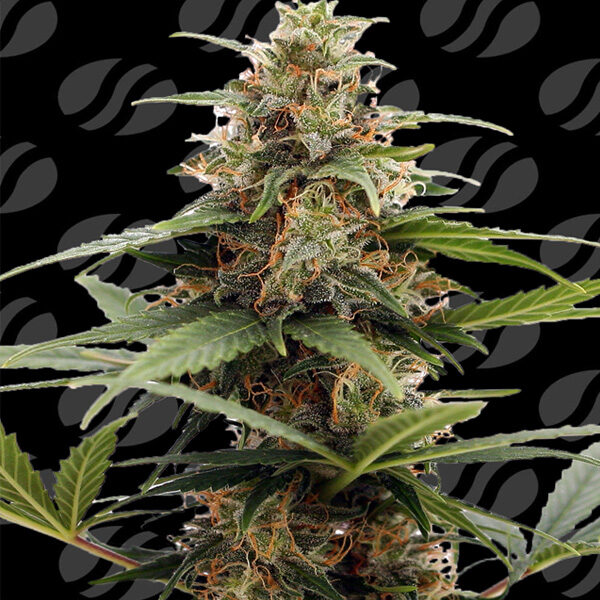 Orange Ooze feminizada de Original Sensible Seeds
