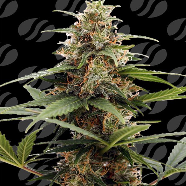 Orange Ooze feminizada de Original Sensible Seeds