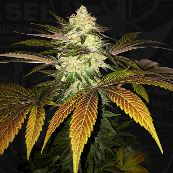 Orangesicle feminizada de T.h. Seeds