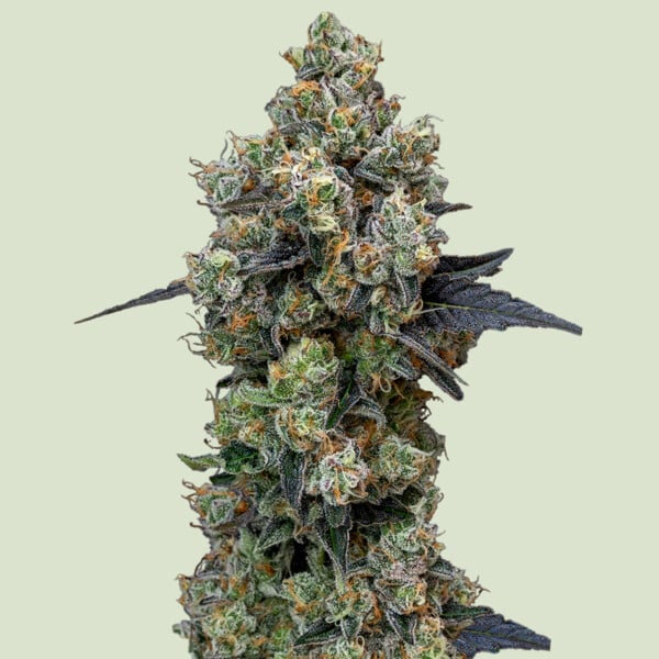 Orbital Banana F1 feminizada de Royal Queen