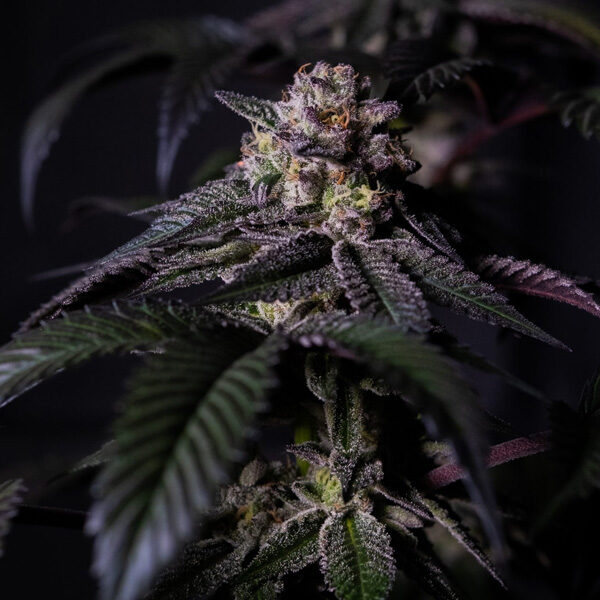 Oreoz Milkshake feminizada de Positronics Seeds