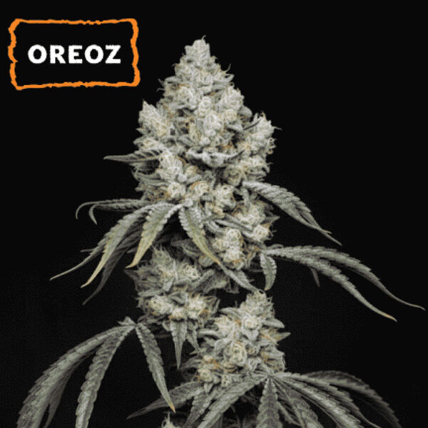 Oreoz feminizada de Seedstockers