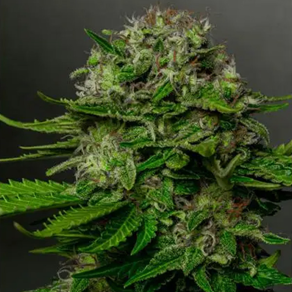 Oreoz X Spritzer feminizada de Vision Seeds