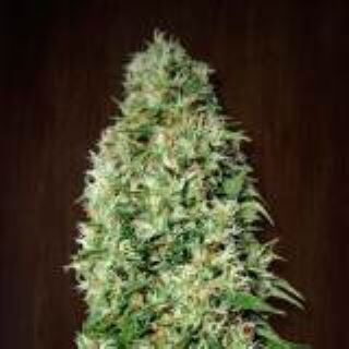 Orient Express feminizada de Ace Seeds