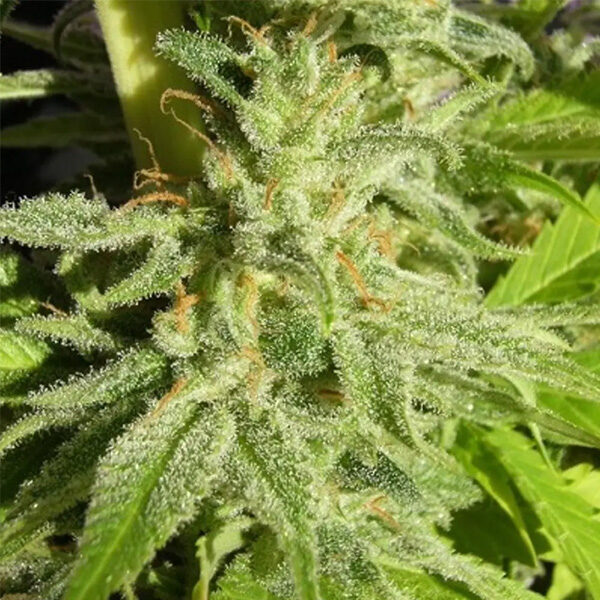Orient Express regular de Ace Seeds