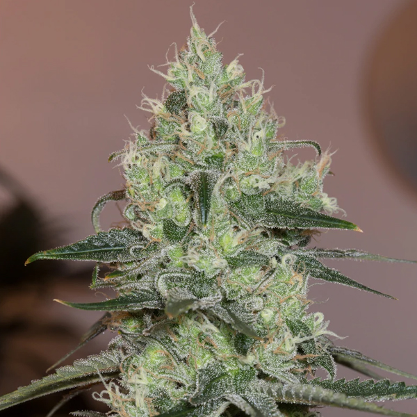 Original Amnesia feminizada de Silent Seeds