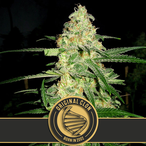 Original Clon feminizada de Blimburn Seeds