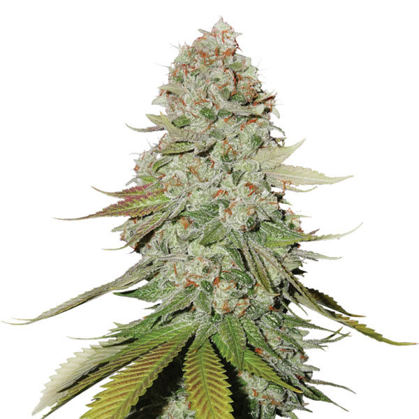 Original Glue regular de Nirvana