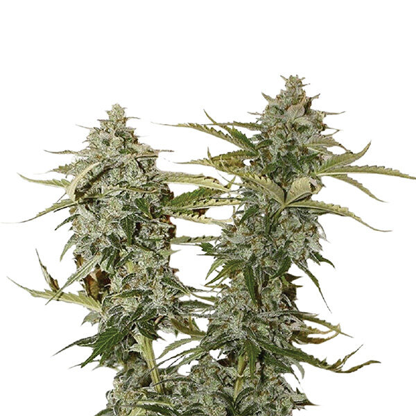 Original Glue feminizada de Nirvana
