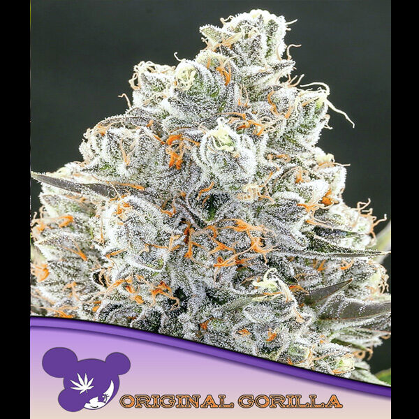Original Gorilla feminizada de Anesia Seeds