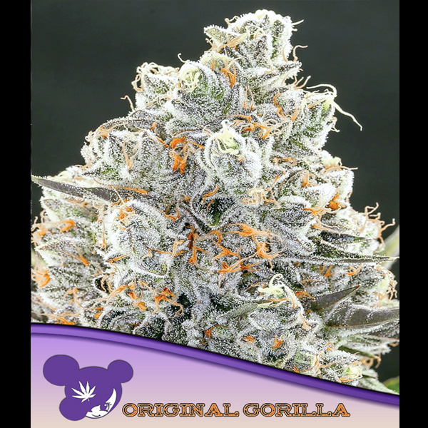 Original Gorilla feminizada de Anesia Seeds