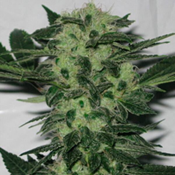 Original Sour Diesel feminizada de The Cali Connection