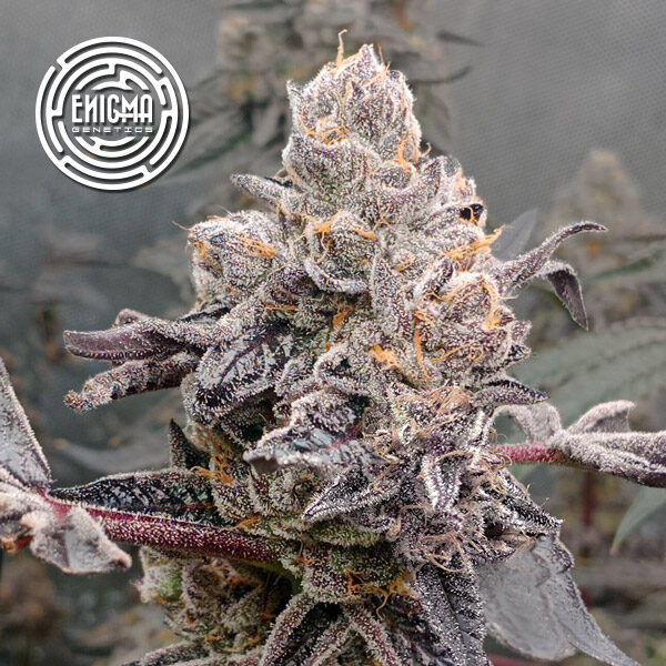 Original Sunset Sherbert feminizada de Enigma Genetics
