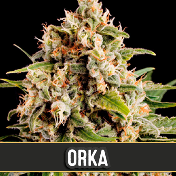 Orka feminizada de Blimburn Seeds