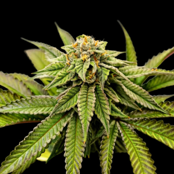 Over The Rainbow feminizada de Grateful Seeds